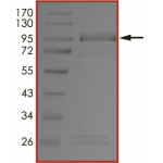 EGFR (L792H C797S L858R), Active
